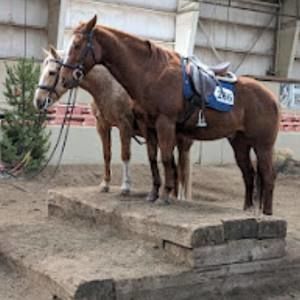 Meet your Posher, Shannon